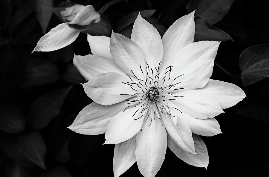 Classic Clematis Black And White Photograph by Debbie Oppermann