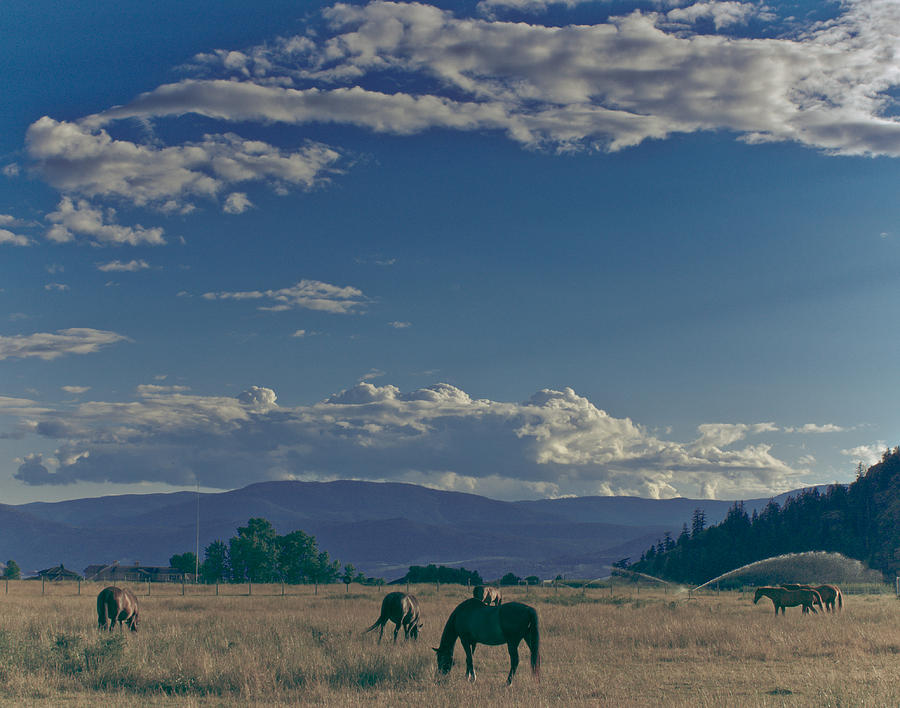Horse Photograph - Classic Country Scene by Trance Blackman Horse Photograph - Classic Country Scene by Trance Blackman