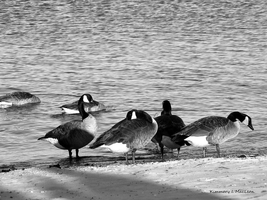 Classic Geese Photograph by Kimmary MacLean