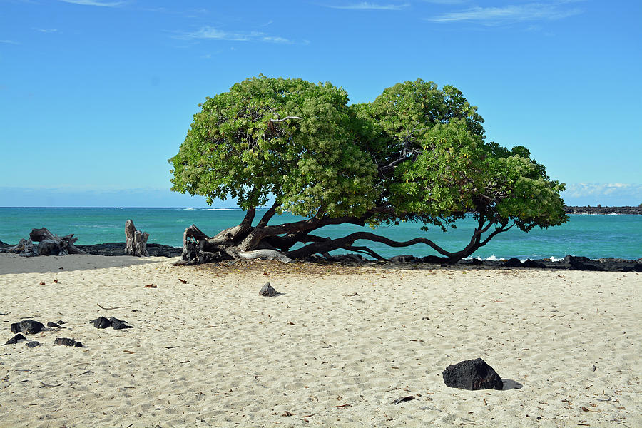 Classic Hawaii Beach Landscape Photograph by Bruce Gourley