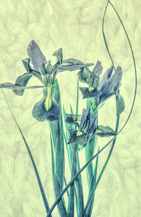 Classic Irises Photograph by Karen Jensen