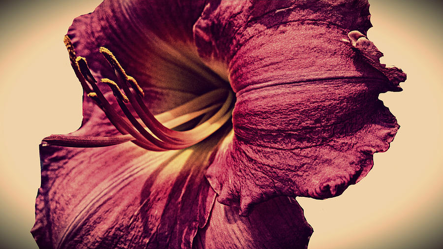 Lily Photograph - Classic Lily by Kevin D Davis