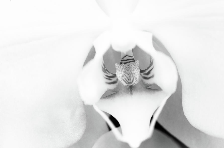 Classic Orchid Photograph by Stewart Helberg