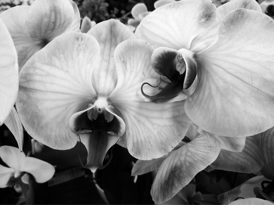 Classic Orchids Photograph by Florene Welebny