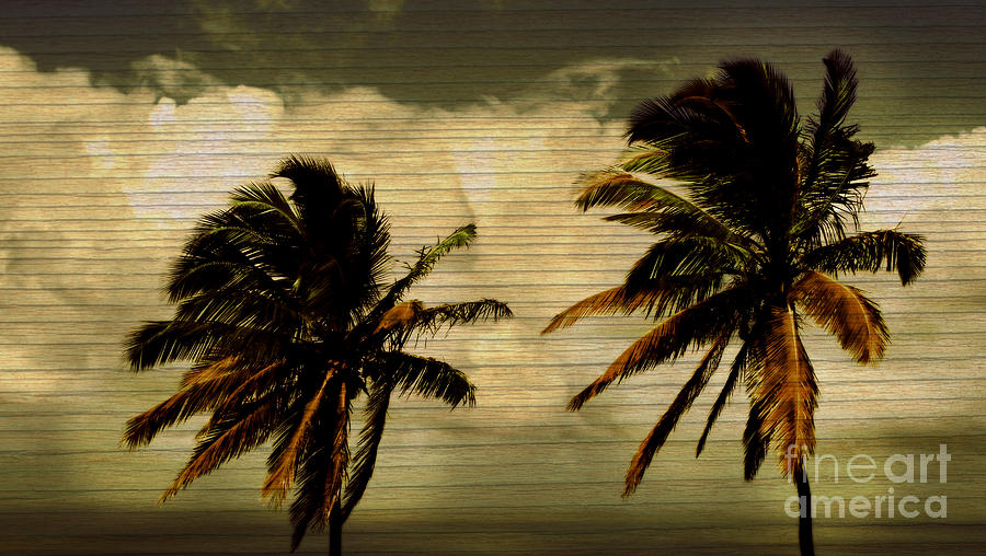 Classic Palms Photograph by Perry Webster