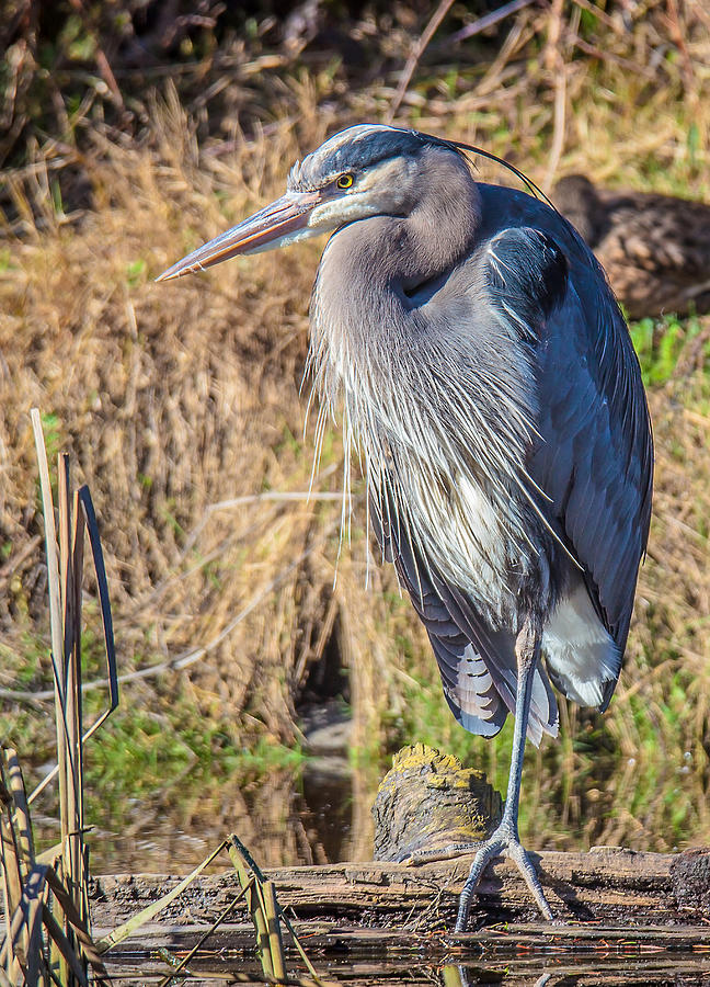 Classic Pose Photograph by Carl Olsen - Fine Art America