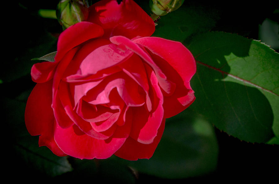 Classic Red Rose Photograph by Bruce Pritchett