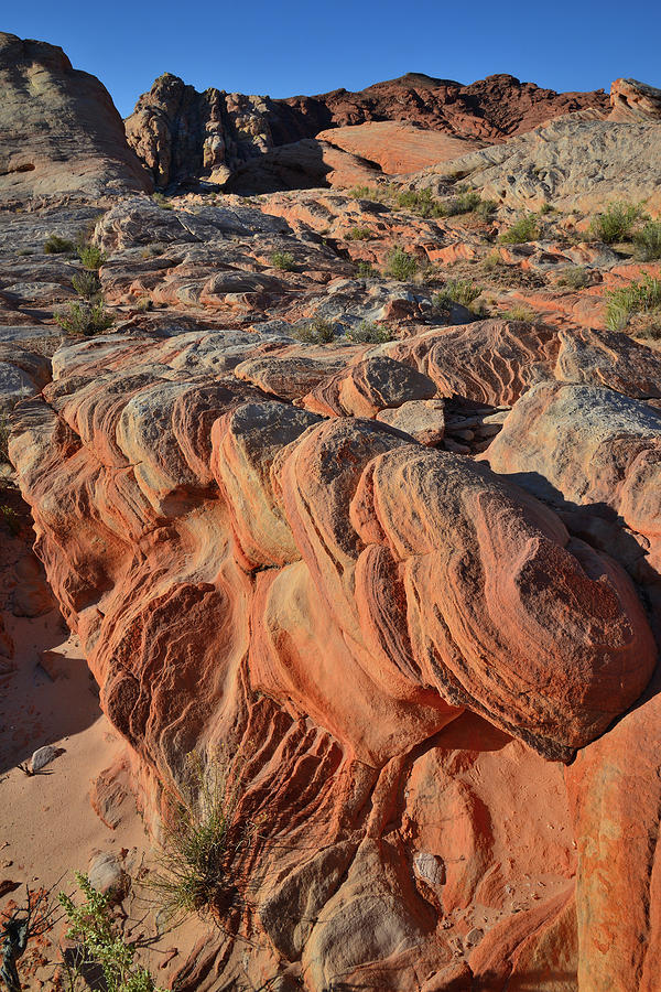 Classic Sandstone Forms of Valley of Fire Photograph by Ray Mathis