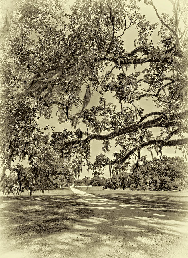 Classic Southern Beauty - Evergreen Plantation -sepia Photograph