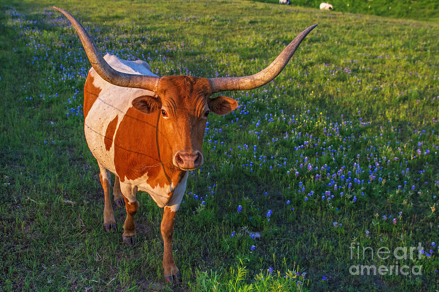 Classic Spring Scene in Texas Photograph by Gary Holmes