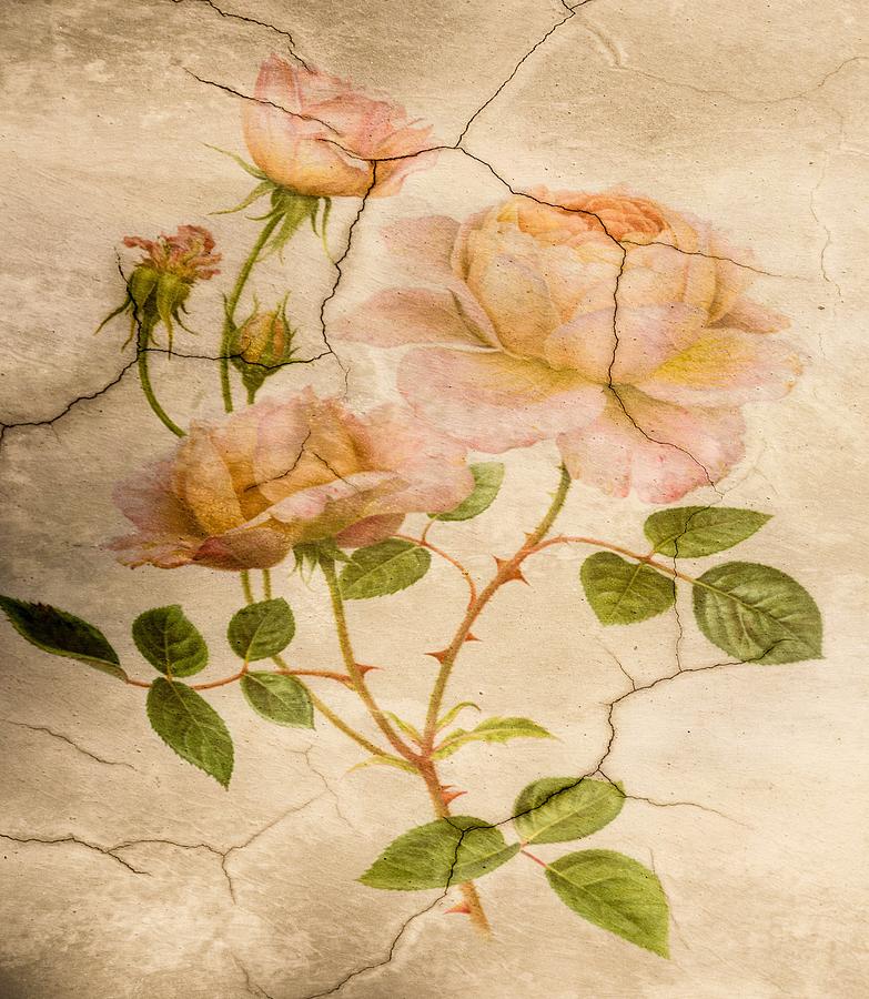 Vintage Rose Artist Original offers