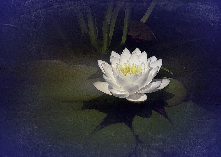 Classic Water Lily Photograph by Richard Cummings