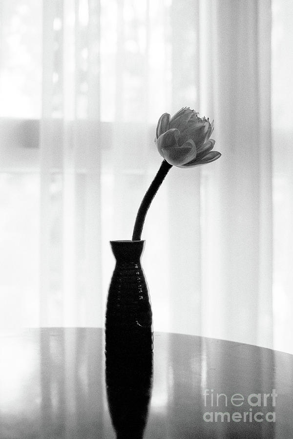 Classic White Lotus Flower in Vase Photograph by Dean Harte