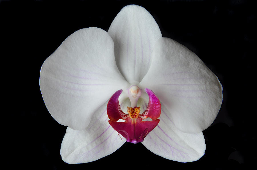 Classic White Orchid Photograph by Terence Davis