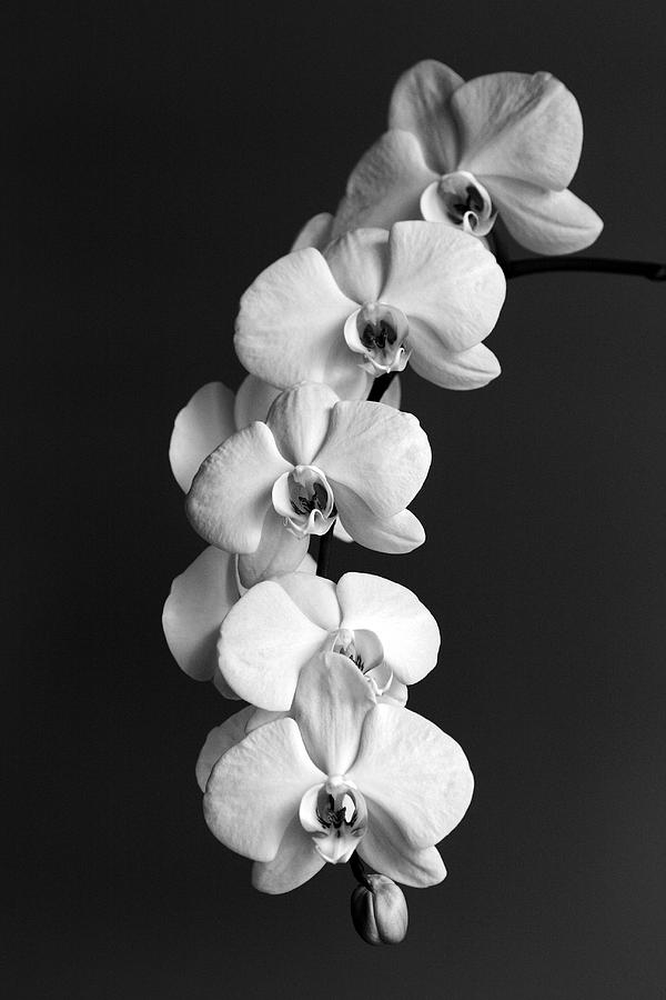 Classic white orchids Photograph by Pierre Leclerc Photography