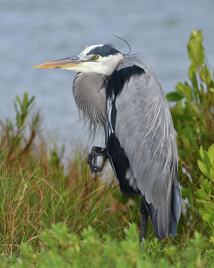 Classy Blue Heron Photograph by Artful Imagery