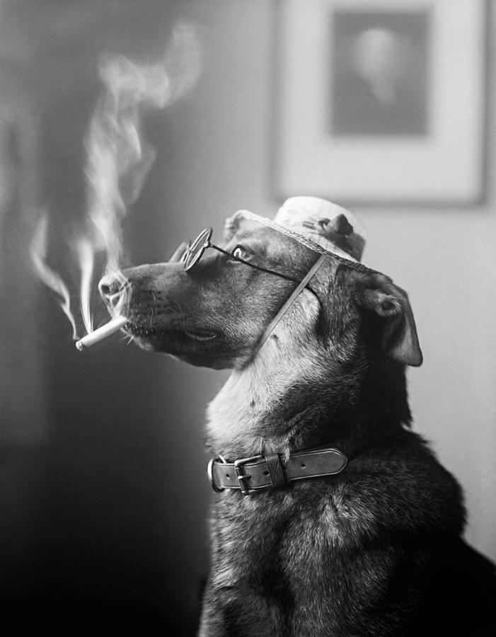 Classy Dog Smoking a Cigarette Photograph by War Is Hell Store