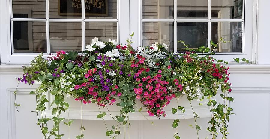 Classy window box Photograph by Colleen Costa - Pixels