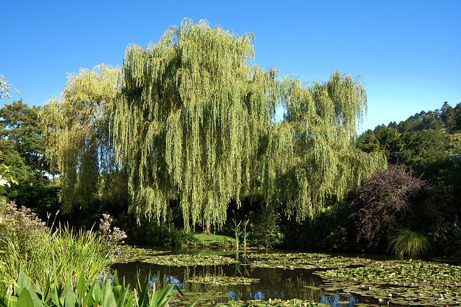 Claude Monets Garden Giverny Photograph by Sally Weigand