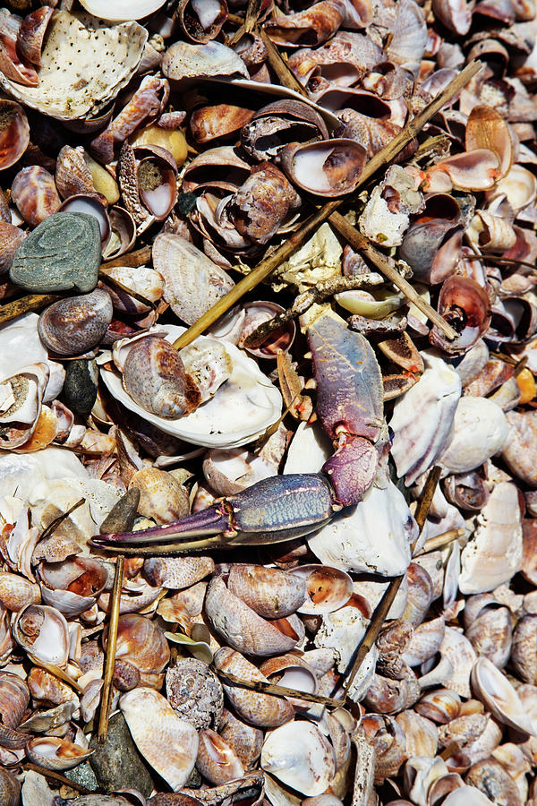 Claw And Shells Photograph by Karol Livote
