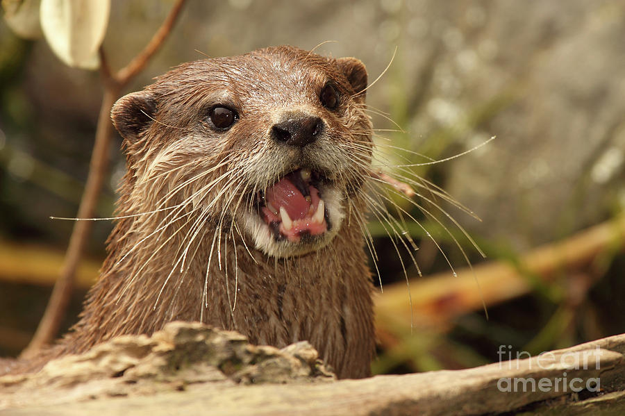 Clawless Otter Showing Teeth Photograph by Max Allen