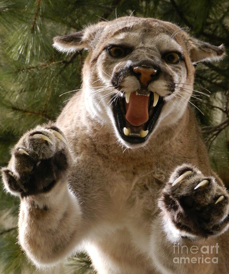 claws-out-photograph-by-snapshot-studio-fine-art-america