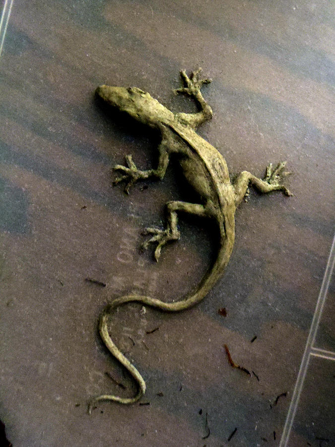 Clay Sketch of an Anole Sculpture by Ed Meredith