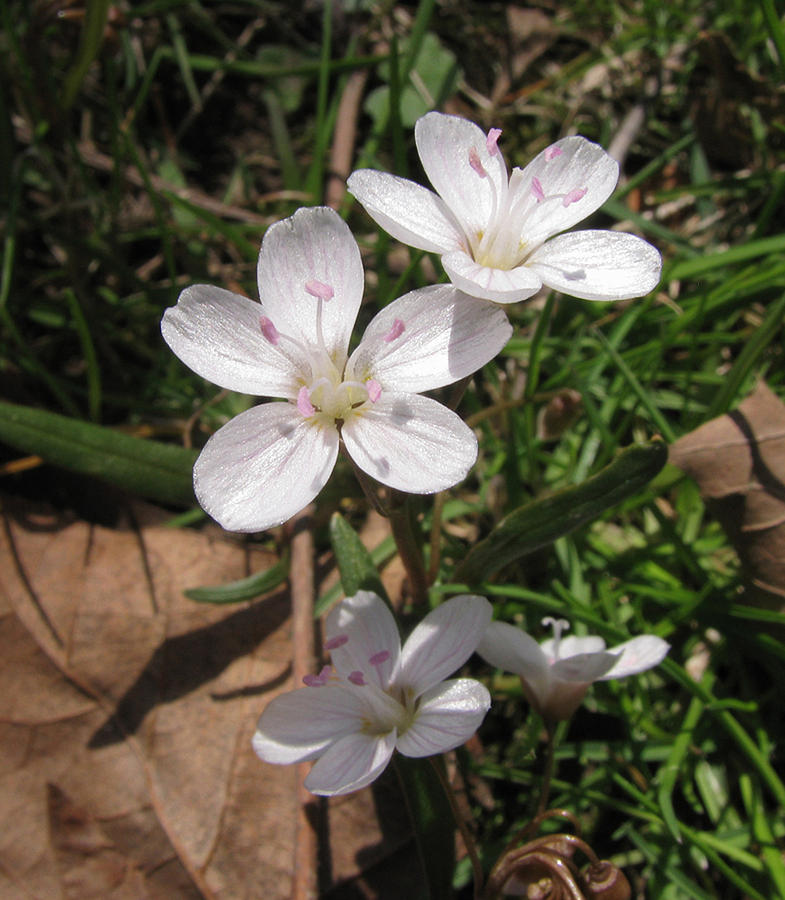 Claytonia Photograph by Donna Brown