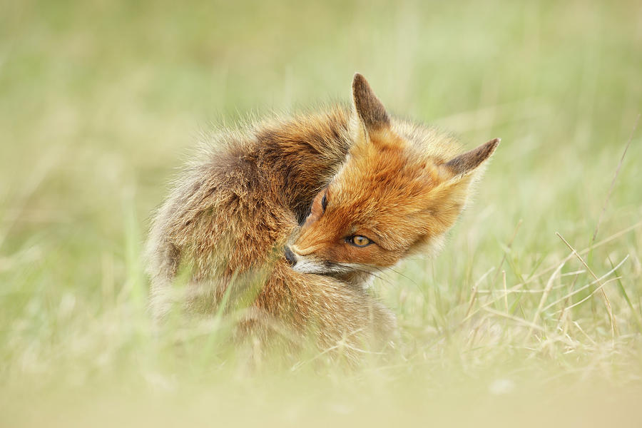 clean fox