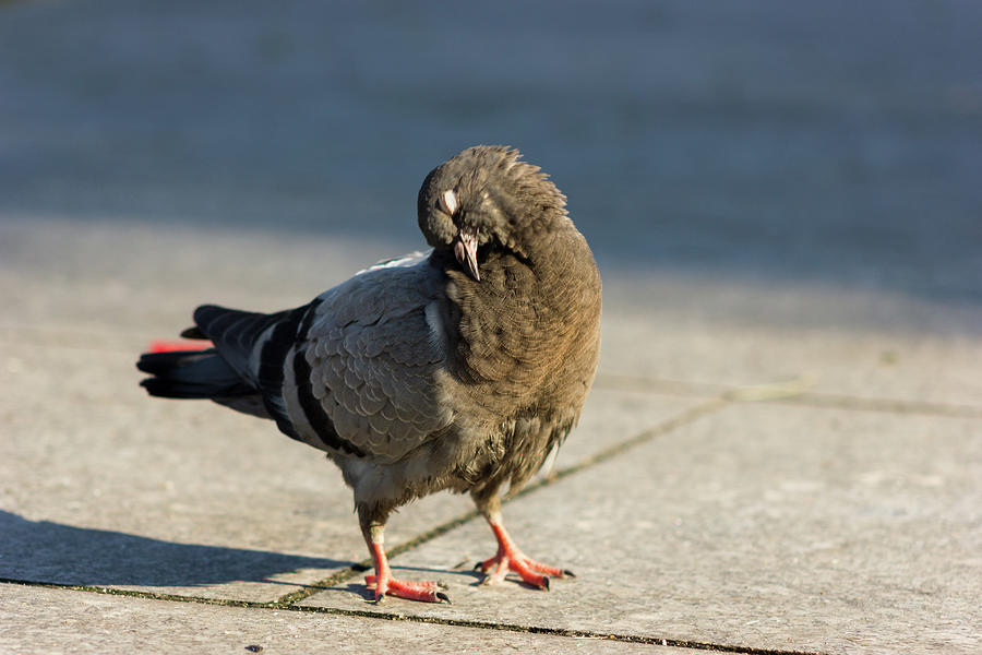 Clean the feathers Photograph by Svetlana Svetlanistaya - Fine Art America