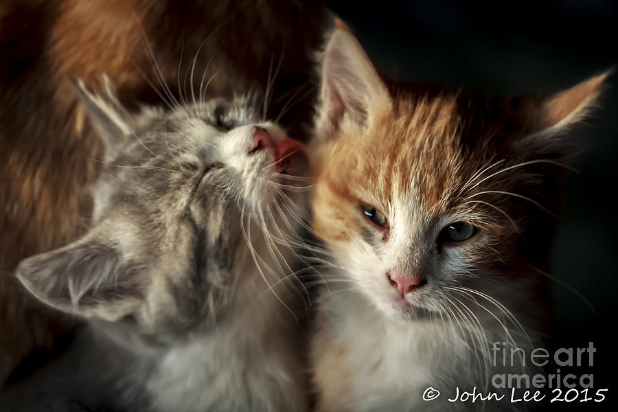 Cleaning Kitty Photograph By John Lee