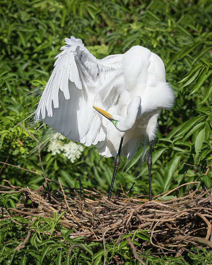 Cleaning my Feathers Photograph by Dawn Currie