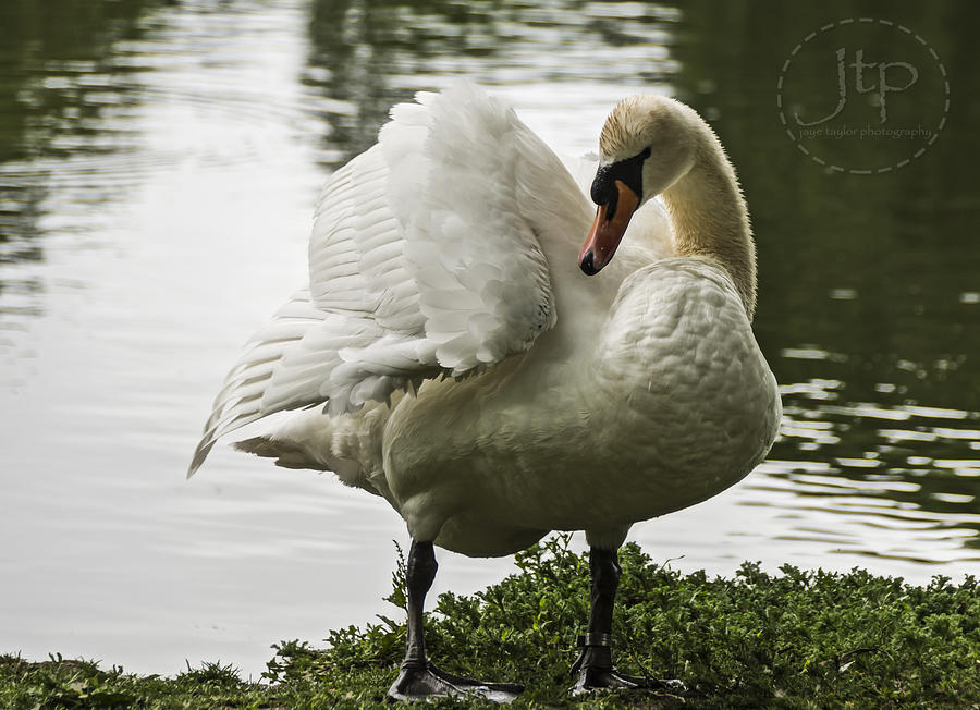Cleaning Swan Photograph