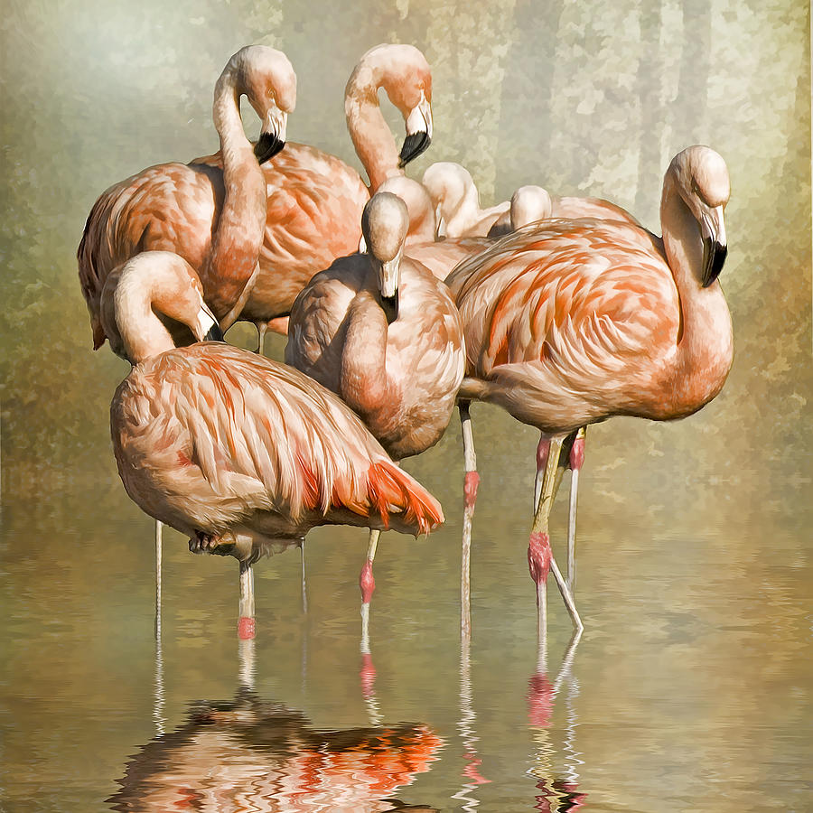Flamingo Photograph - Cleaning up their act. by Brian Tarr