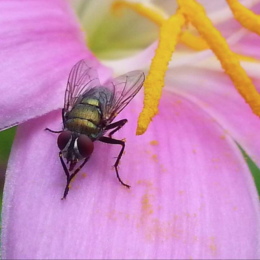 Flower Photograph - Cleaning Up....fly Style!
#nature by Cheray Dillon