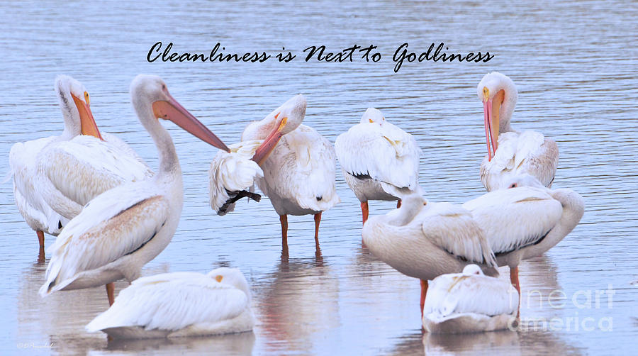 Cleanliness is Next to Godliness Photograph by Debby Pueschel