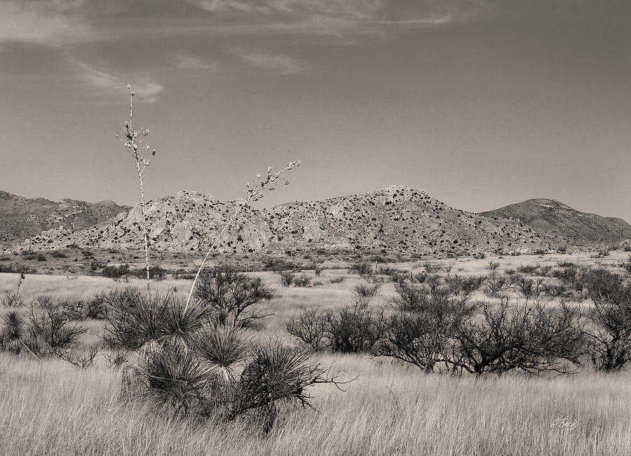Clear Arizona Morning Monochrome Photograph by Gordon Beck