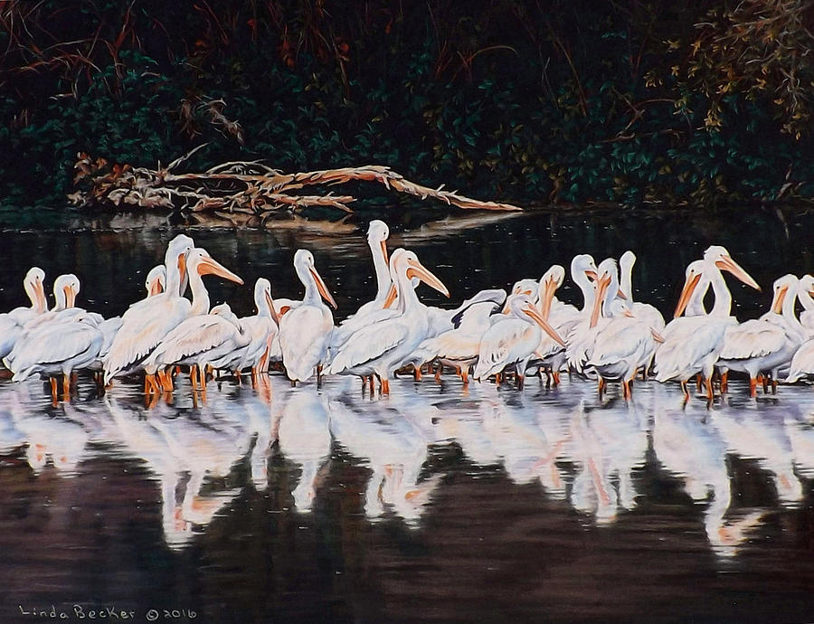 Clear Lake Pelicans Pastel by Linda Becker