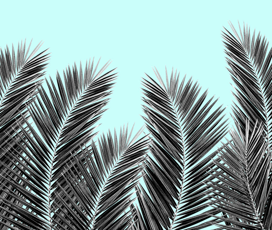 Clear Palm Skies Digital Art