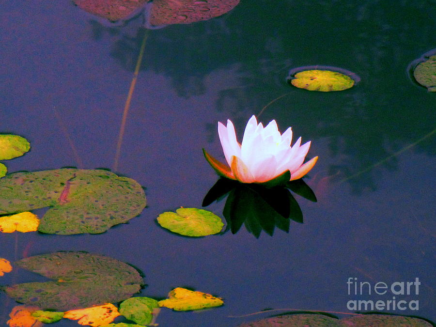 Clear Reflections Lotus Photograph by Sybil Staples