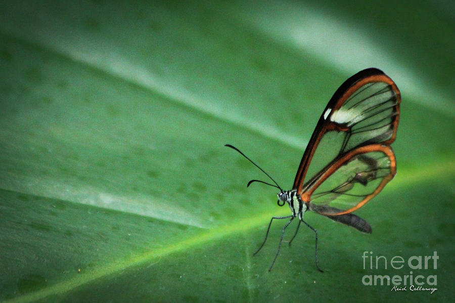 Clear Wing Butterfly Cecil B Day Butterfly Center Art Photograph by Reid Callaway