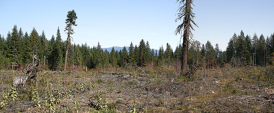 Clearcut Gifford Pinchot Photograph by Larry Darnell