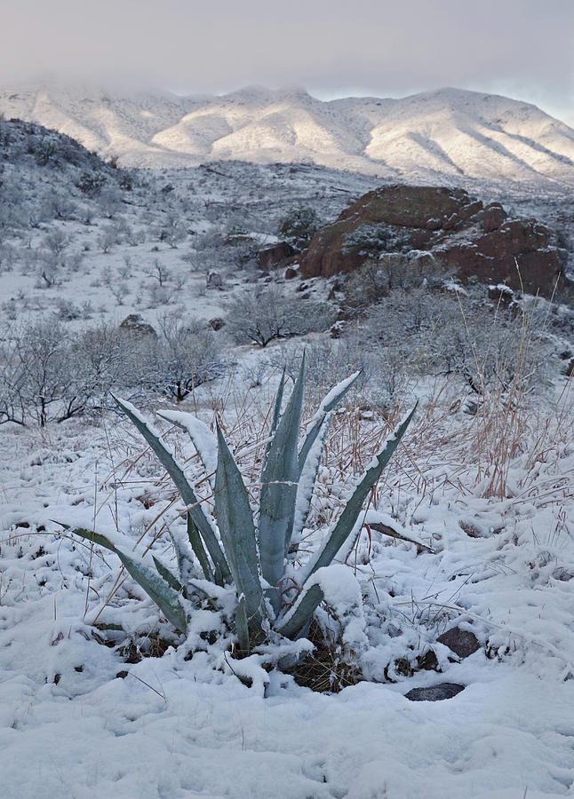 Clearing Desert Snowstorm Photograph by Tom Daniel