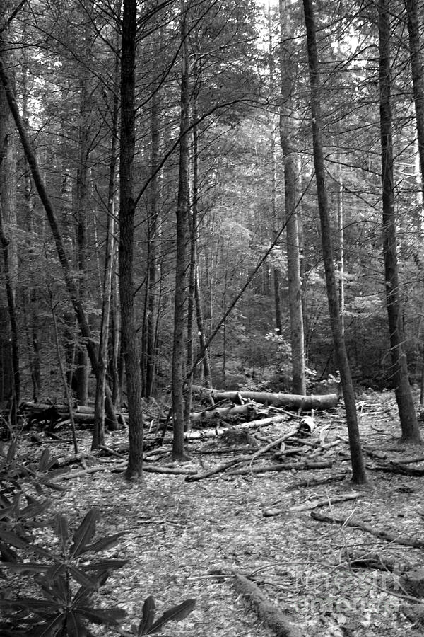 Clearing in the Woods Photograph by Robert Wilder Jr