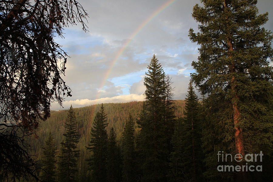 Tress Photograph - Clearing Rain and Rainbow by Edward R Wisell