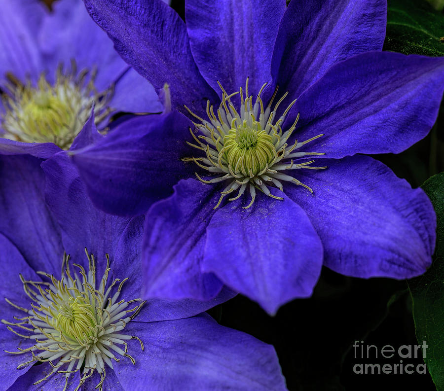 Clearly Clematis Photograph by Elvis Vaughn