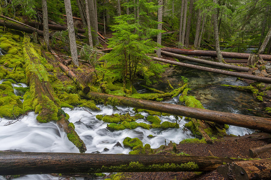 Clearwater Creek Rapids Photograph by Greg Nyquist