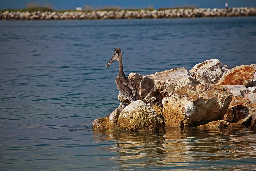 Clearwater Pelican Photograph by Michiale Schneider