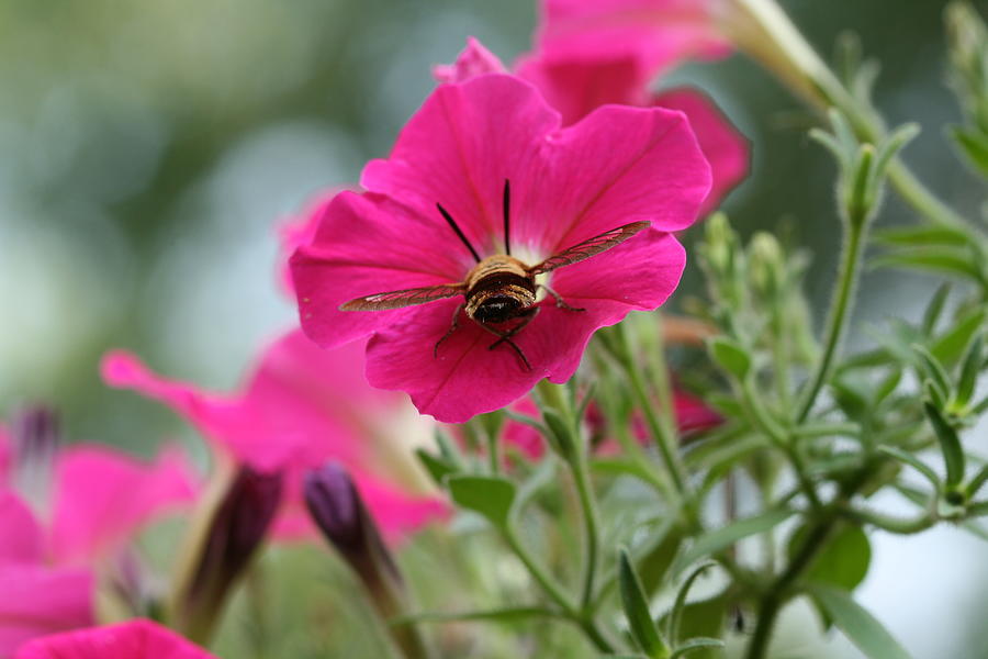 Nature Photograph - Clearwing Hummingbird Moth at Work in Patch of Petunias by Bonnie Boden Nature Photograph - Clearwing Hummingbird Moth at Work in Patch of Petunias by Bonnie Boden