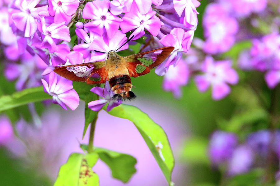 Clearwing hummingbird Moth Photograph by Brook Burling